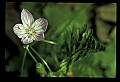01001-00068-White Flowers-Spring Beauty.jpg