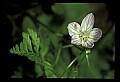 01001-00069-White Flowers-Spring Beauty.jpg