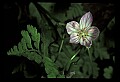 01001-00070-White Flowers-Spring Beauty.jpg