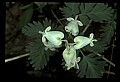 01001-00071-White Flowers-Squirrel Corn.jpg