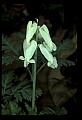 01001-00073-White Flowers-Squirrel Corn.jpg