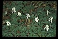 01001-00075-White Flowers-Squirrel Corn.jpg