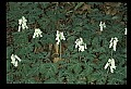 01001-00076-White Flowers-Squirrel Corn.jpg