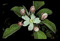 01001-00082-White Flowers-Apple Blossom.jpg
