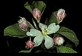 01001-00083-White Flowers-Apple Blossom.jpg