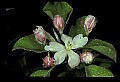 01001-00086-White Flowers-Apple Blossom.jpg