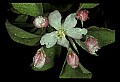 01001-00088-White Flowers-Apple Blossom.jpg