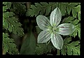 01001-00095-White Flowers-Spring Beauty.jpg