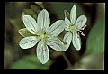 01001-00098-White Flowers-Spring Beauty.jpg