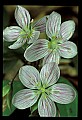01001-00100-White Flowers-Spring Beauty.jpg