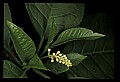 01001-00101-White Flowers-Pokeweed.jpg