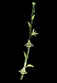 01001-00102-White Flowers-Jumpseed or Virginia Knotweed.jpg