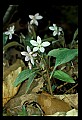 01001-00108-White Flowers-Spring Beauty.jpg