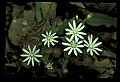 01001-00109-White Flowers.jpg