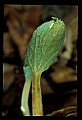 01001-00111-White Flowers-Bloodroot.jpg