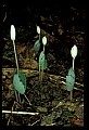 01001-00112-White Flowers-Bloodroot.jpg
