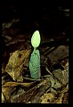 01001-00113-White Flowers-Bloodroot.jpg
