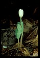 01001-00114-White Flowers-Bloodroot.jpg