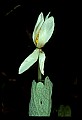 01001-00115-White Flowers-Bloodroot.jpg