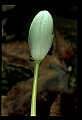 01001-00116-White Flowers-Bloodroot.jpg