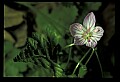 01001-00120-White Flowers-Spring Beauty.jpg