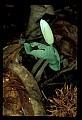 01001-00122-White Flowers-Bloodroot.jpg