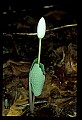 01001-00123-White Flowers-Bloodroot.jpg