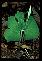01001-00124-White Flowers-Bloodroot.jpg