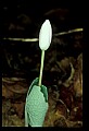 01001-00125-White Flowers-Bloodroot.jpg
