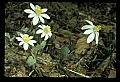 01001-00126-White Flowers-Bloodroot.jpg
