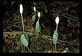01001-00130-White Flowers-Bloodroot.jpg