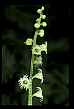 01001-00131-White Flowers-Mitrewort, Bishop's Cap.jpg