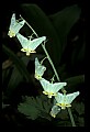 01001-00133-White Flowers-Dutchman's Breeches.jpg