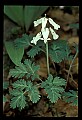 01001-00135-White Flowers-Squirrel Corn.jpg