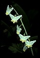 01001-00136-White Flowers-Dutchman's Breeches.jpg