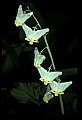 01001-00137-White Flowers-Dutchman's Breeches.jpg