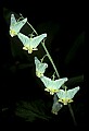 01001-00138-White Flowers-Dutchman's Breeches.jpg