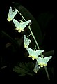 01001-00139-White Flowers-Dutchman's Breeches.jpg
