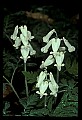 01001-00143-White Flowers-Squirrel Corn.jpg