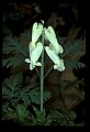 01001-00146-White Flowers-Squirrel Corn.jpg