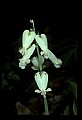 01001-00147-White Flowers-Squirrel Corn.jpg