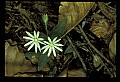 01001-00149-White Flowers-Great Chickweed.jpg