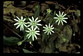 01001-00150-White Flowers-Great Chickweed.jpg