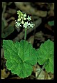 01001-00154-White Flowers-Foamflower.jpg