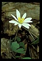 01001-00156-White Flowers-Bloodroot.jpg