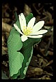01001-00157-White Flowers-Bloodroot.jpg