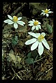 01001-00158-White Flowers-Bloodroot.jpg