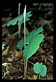 01001-00160-White Flowers-Bloodroot.jpg
