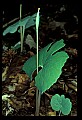 01001-00161-White Flowers-Bloodroot.jpg