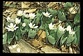 01001-00164-White Flowers-Bloodroot.jpg